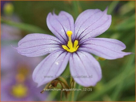 Sisyrinchium angustifolium