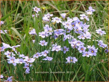 Sisyrinchium angustifolium