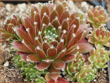 Sempervivum &#39;Silberkarneol&#39;