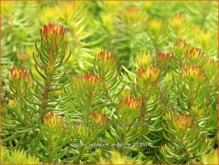 Sedum reflexum &#39;Angelina&#39;