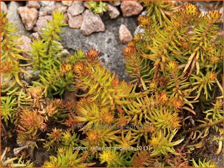 Sedum reflexum &#39;Angelina&#39;