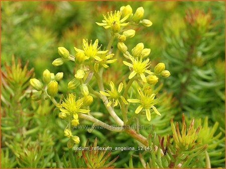 Sedum reflexum &#39;Angelina&#39;