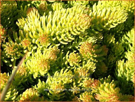 Sedum reflexum &#39;Angelina&#39;