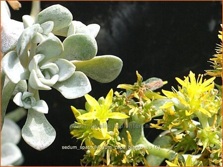 Sedum spathulifolium &#39;Cape Blanco&#39;