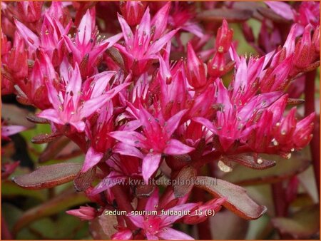 Sedum spurium 'Fuldaglut'