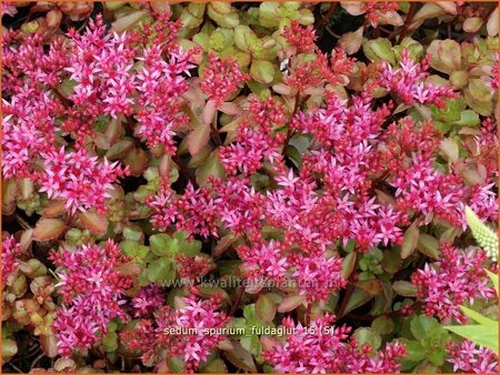 Sedum spurium &#39;Fuldaglut&#39;