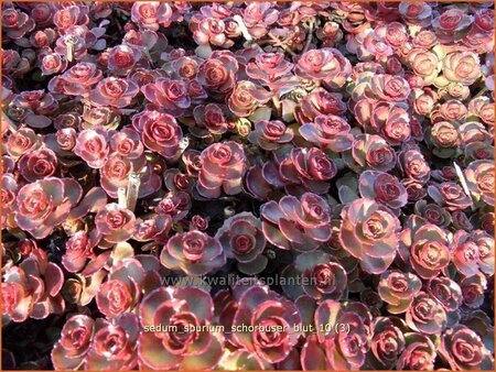 Sedum spurium &#39;Schorbuser Blut&#39;