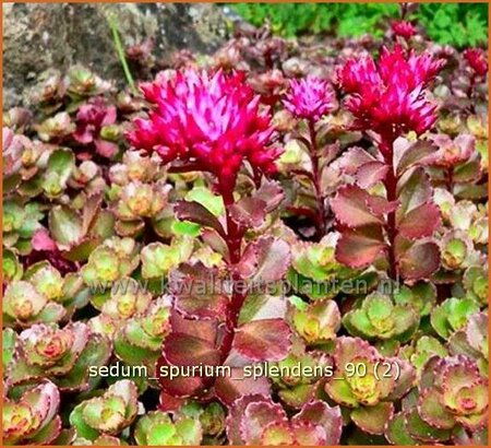 Sedum spurium &#39;Splendens&#39;