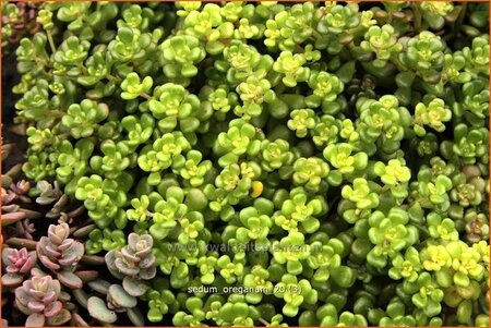 Sedum oreganum