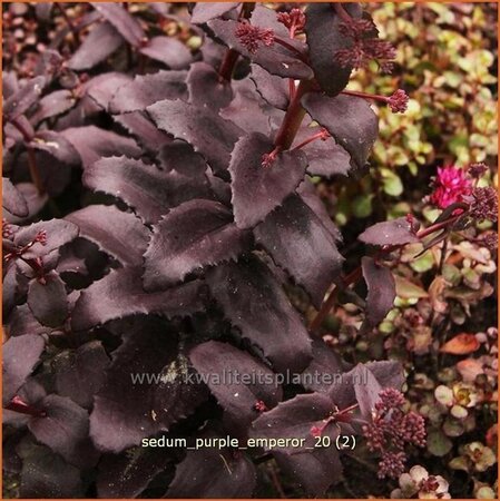 Sedum 'Purple Emperor'