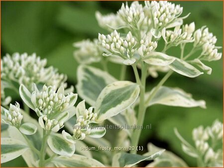 Sedum &#39;Frosty Morn&#39;