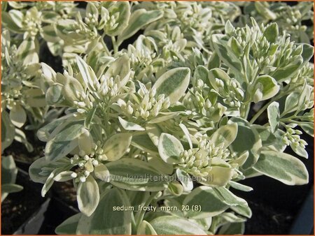 Sedum &#39;Frosty Morn&#39;