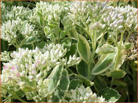 Sedum &#39;Frosty Morn&#39;