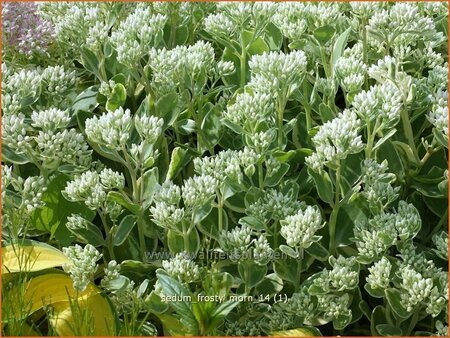 Sedum &#39;Frosty Morn&#39;