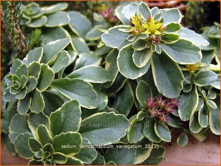 Sedum kamtschaticum &#39;Variegatum&#39;