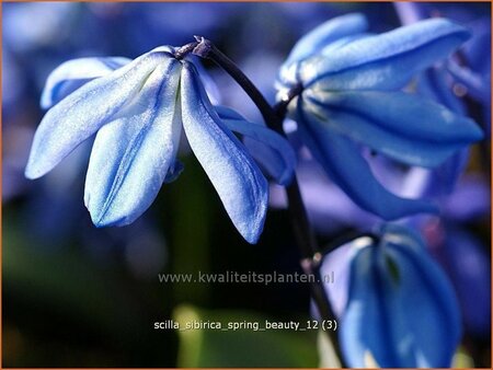 Scilla sibirica &#39;Spring Beauty&#39;