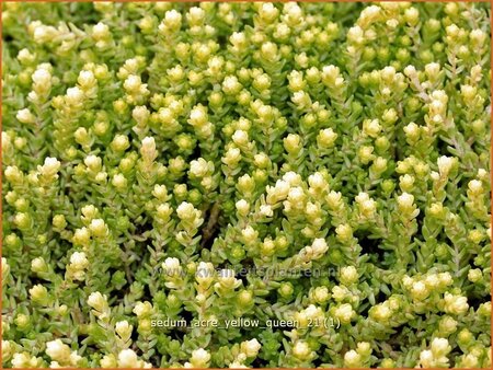 Sedum acre 'Yellow Queen'