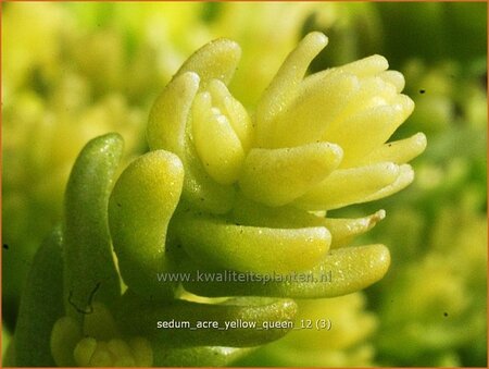 Sedum acre 'Yellow Queen'