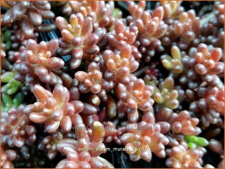 Sedum album 'Murale'