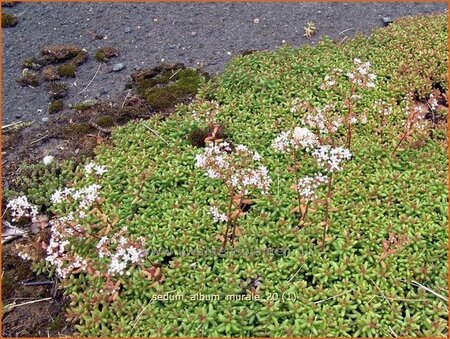 Sedum album 'Murale'