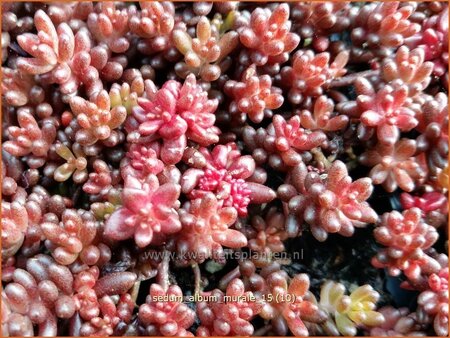 Sedum album 'Murale'