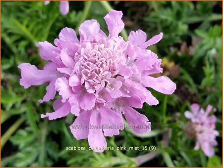 Scabiosa columbaria &#39;Pink Mist&#39;