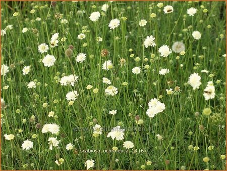 Scabiosa ochroleuca