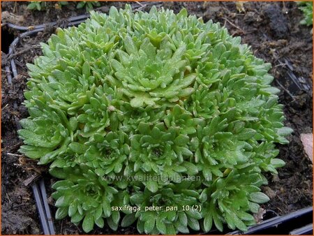 Saxifraga &#39;Peter Pan&#39;