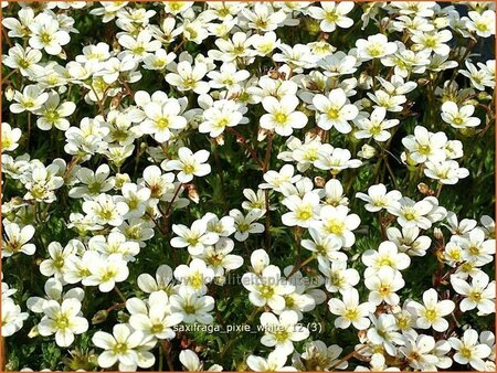 Saxifraga &#39;Pixie White&#39;