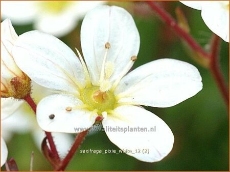 Saxifraga &#39;Pixie White&#39;