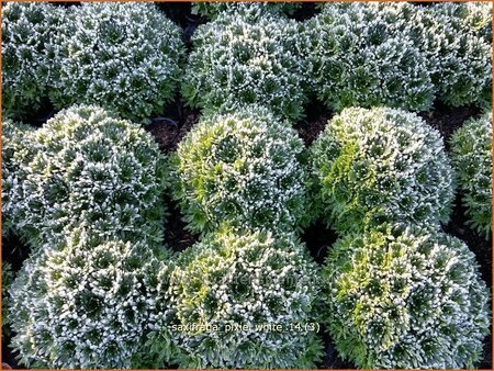 Saxifraga &#39;Pixie White&#39;