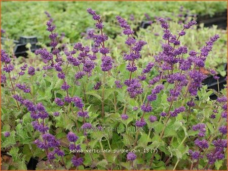 Salvia verticillata &#39;Purple Rain&#39;