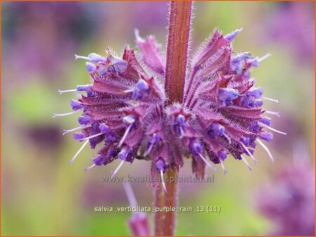 Salvia verticillata &#39;Purple Rain&#39;