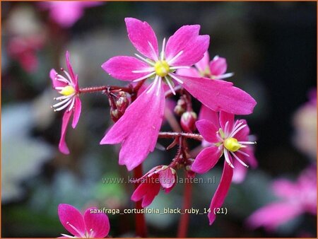 Saxifraga cortusifolia &#39;Black Ruby&#39;