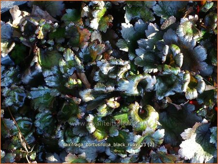 Saxifraga cortusifolia &#39;Black Ruby&#39;