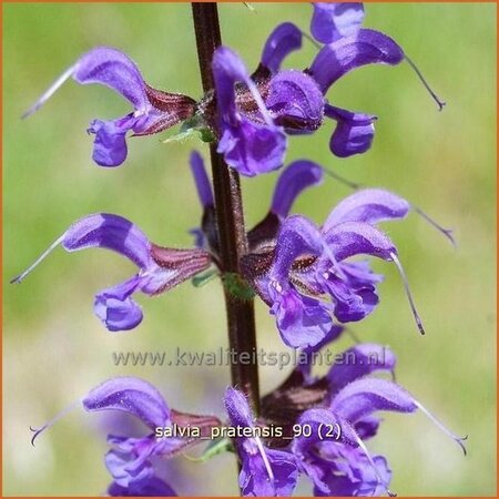 Salvia pratensis