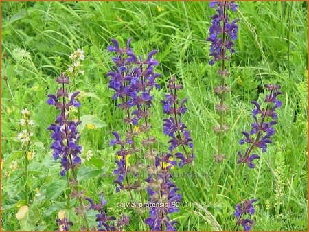 Salvia pratensis