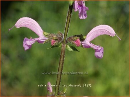 Salvia pratensis &#39;Rose Rhapsody&#39;
