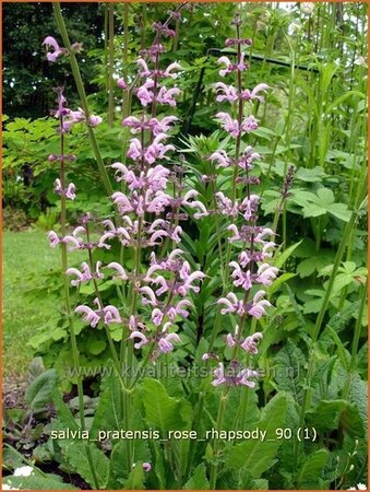 Salvia pratensis &#39;Rose Rhapsody&#39;