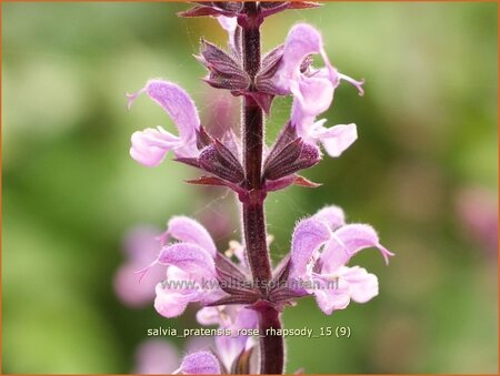 Salvia pratensis &#39;Rose Rhapsody&#39;