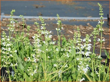 Salvia pratensis &#39;Swan Lake&#39;