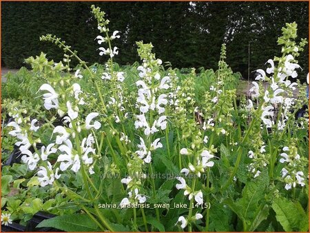 Salvia pratensis &#39;Swan Lake&#39;