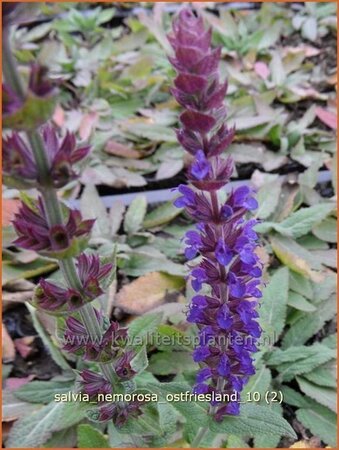 Salvia nemorosa &#39;Ostfriesland&#39;