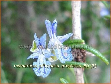 Rosmarinus officinalis &#39;Prostratus&#39;