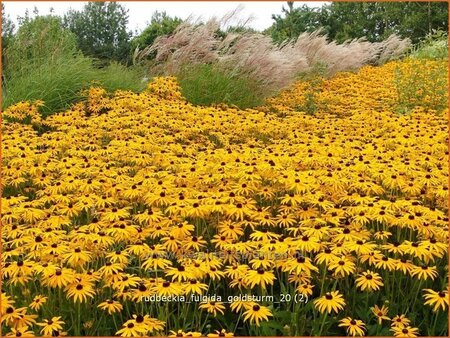 Rudbeckia fulgida &#39;Goldsturm&#39;