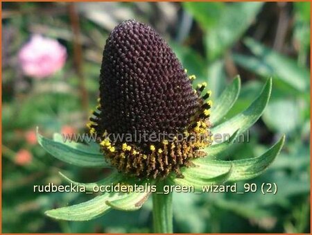 Rudbeckia occidentalis &#39;Green Wizard&#39;
