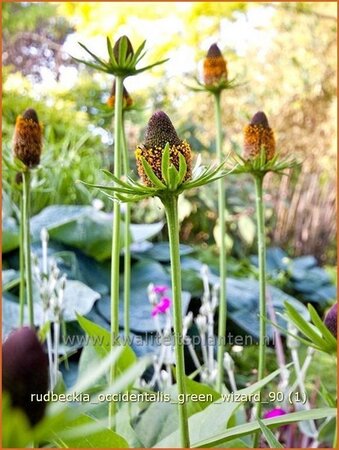 Rudbeckia occidentalis &#39;Green Wizard&#39;