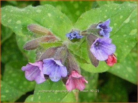 Pulmonaria saccharata &#39;Mrs Moon&#39;