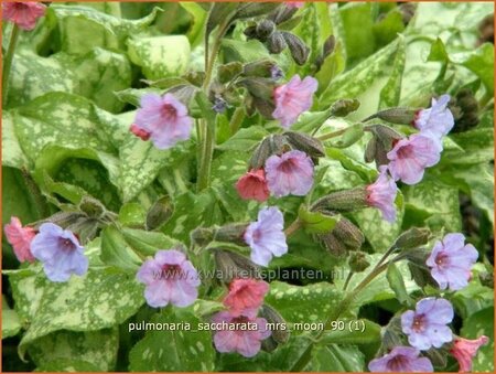 Pulmonaria saccharata &#39;Mrs Moon&#39;