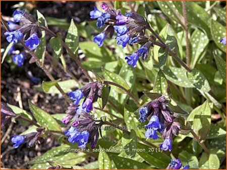 Pulmonaria saccharata &#39;Mrs Moon&#39;